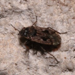 Sphragisticus nebulosus