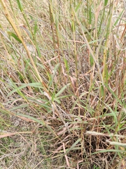 Bothriochloa barbinodis