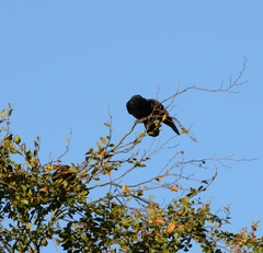 Corvus corone