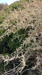 Atriplex portulacoides