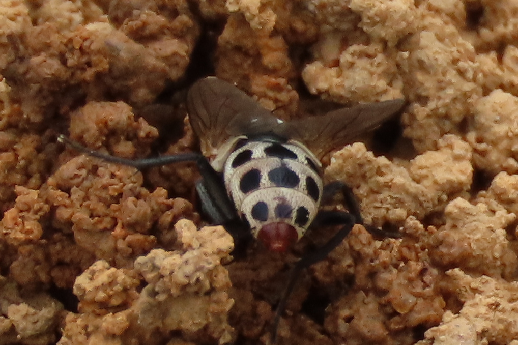 Xiphidiella menuhini