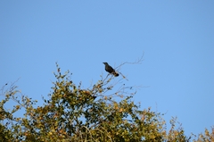 Corvus corone