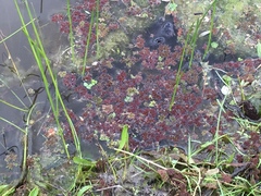 Azolla filiculoides