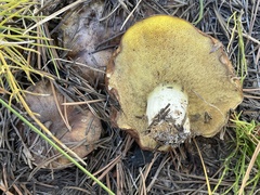 Suillus brevipes