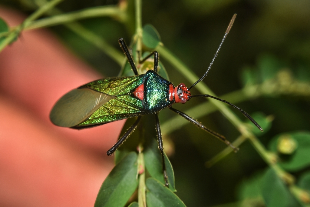 Sphictyrtus sumtuosus