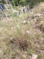 Bothriochloa barbinodis