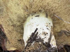 Suillus brevipes
