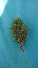 Juniperus phoenicea