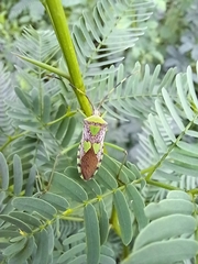 Prismatocerus prominulus