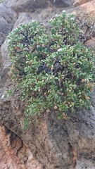 Staehelina fruticosa