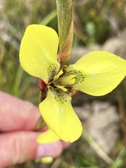 Moraea bellendenii