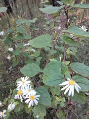 Olearia tomentosa