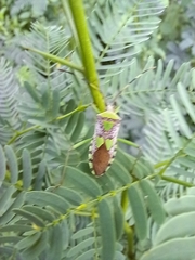 Prismatocerus prominulus