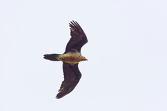 Gypaetus barbatus barbatus