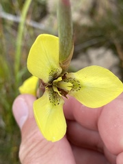 Moraea bellendenii