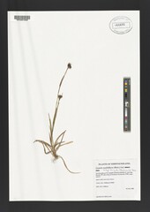 Luzula multiflora frigida