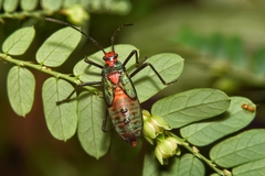 Sphictyrtus sumtuosus