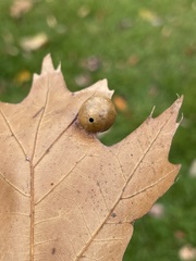 Amphibolips quercusostensackenii