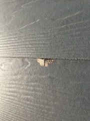 Anageshna primordialis