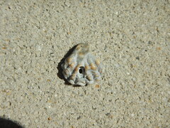 Plicatula gibbosa