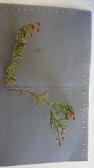 Hypericum amblyocalyx