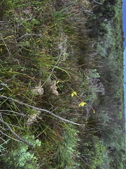 Moraea bellendenii