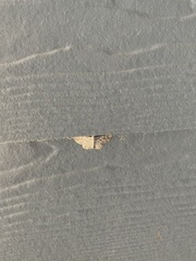 Anageshna primordialis