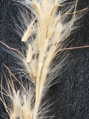 Bothriochloa barbinodis