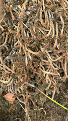 Selaginella rupestris