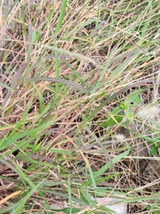 Bothriochloa barbinodis