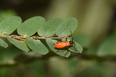 Sphictyrtus sumtuosus