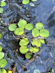 Salvinia minima
