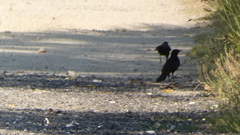 Turdus merula merula