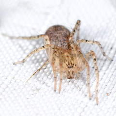 Anyphaena