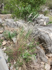 Bothriochloa barbinodis