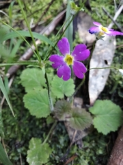 Primula malacoides