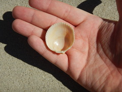 Dallocardia muricata