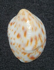 Crepidula maculosa