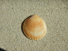 Dallocardia muricata