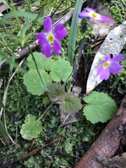 Primula malacoides