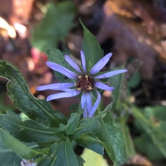 Symphyotrichum prenanthoides