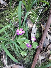 Primula malacoides