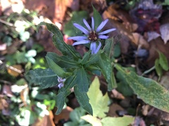 Symphyotrichum prenanthoides