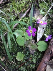 Primula malacoides