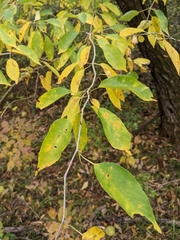 Maclura pomifera