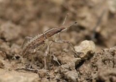 Charagmus gressorius