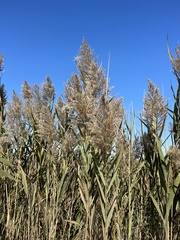 Phragmites