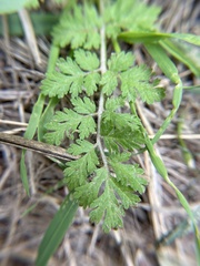 Erodium