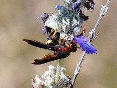 Euodynerus crypticus