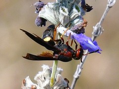 Euodynerus crypticus